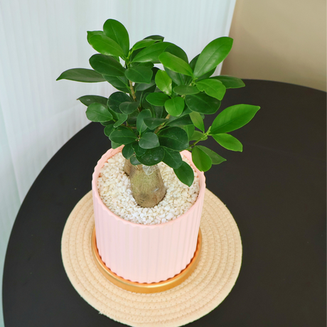 Ficus Microcarpa (Chinese Banyan) in Ceramic Pot