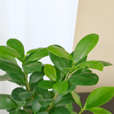 Ficus Microcarpa (Chinese Banyan) in Ceramic Pot