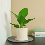 Houseplant in stoneware vase.