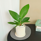 Anthurium Jenmanii in Ceramic Pot