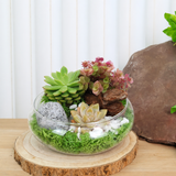 Succulent Sensation