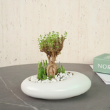 African Bonsai in Ceramic Pot - Corporate Gifts