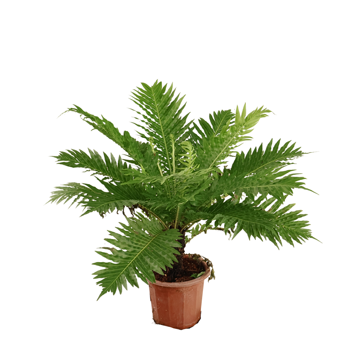 Blechnum Gibbum (Dwarf Tree Fern)