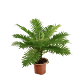 Blechnum Gibbum (Dwarf Tree Fern)