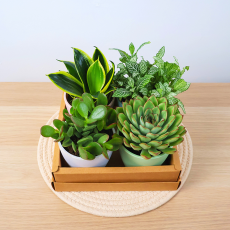 Plant Gift Set (Set of 4)