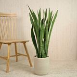 Sansevieria in Ceramic Pot