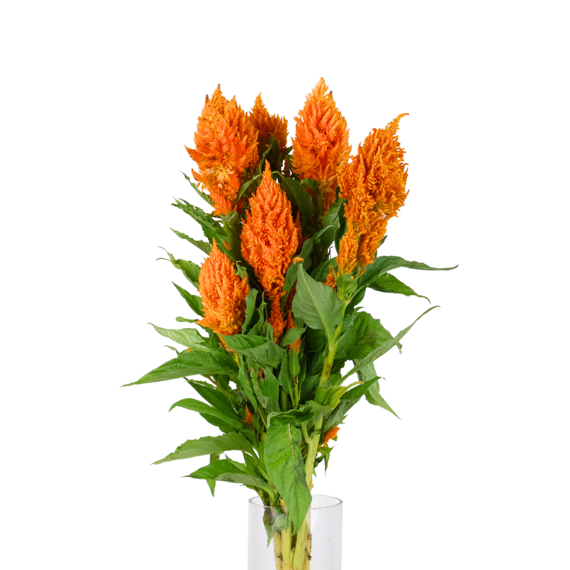 Celosia Flamma Orange (Taiwan)