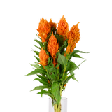 Celosia Flamma Orange (Taiwan)