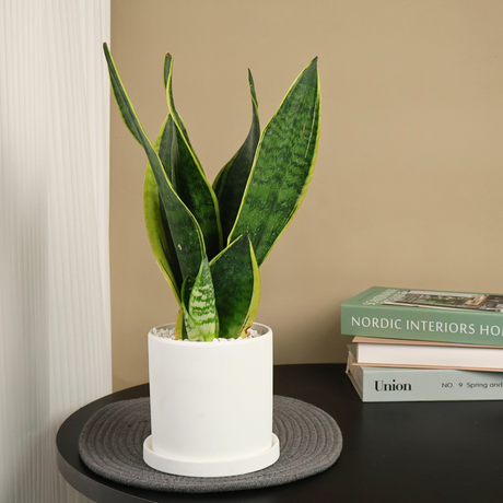 Stoneware vase with aloes and succulent plant.