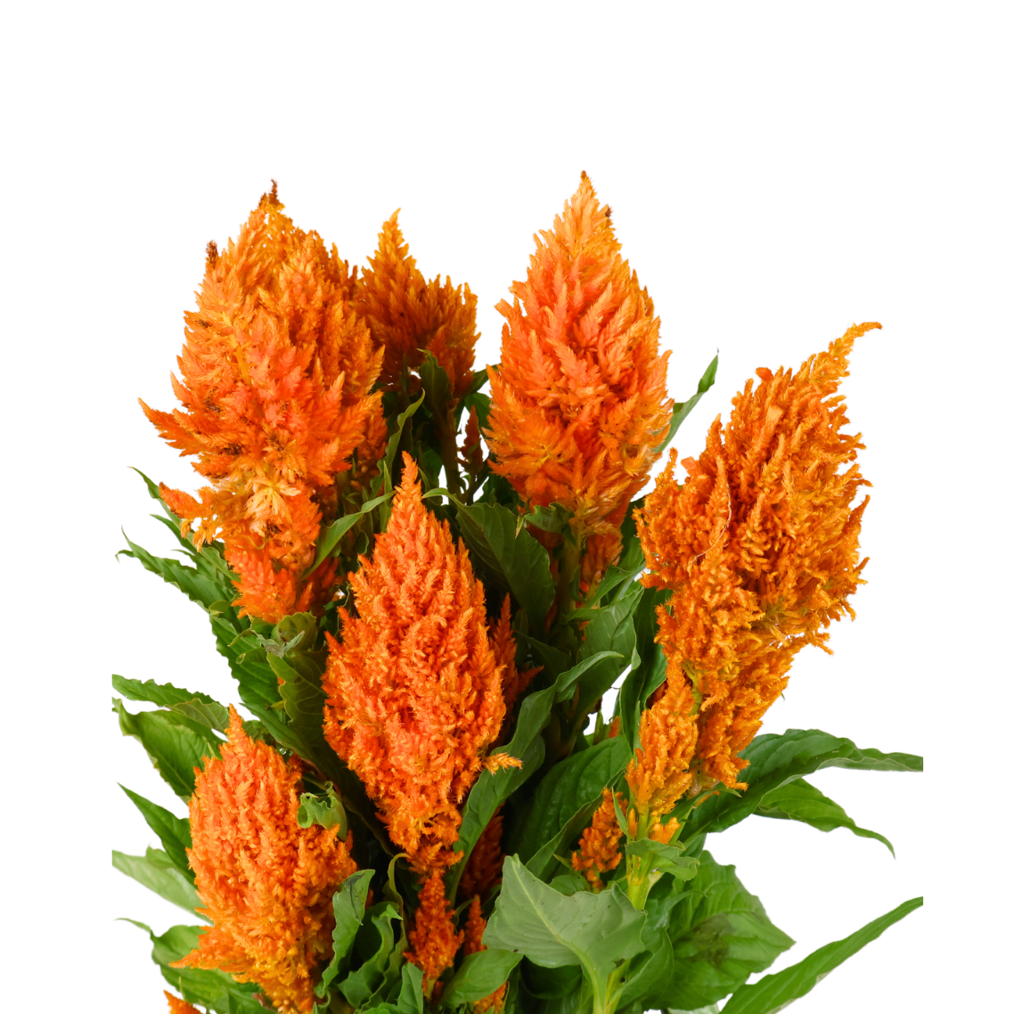 Celosia Flamma Orange (Taiwan)