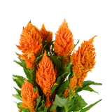 Celosia Flamma Orange (Taiwan)