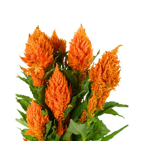 Celosia Flamma Orange (Taiwan)