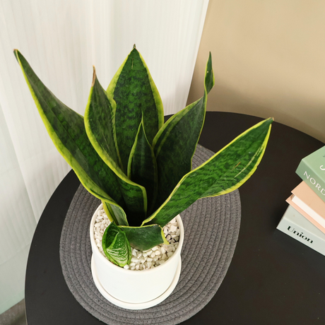 Sansevieria in Ceramic Pot