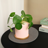 Pilea Peperomioides Ceramic Pot
