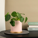 Pilea Peperomioides Ceramic Pot