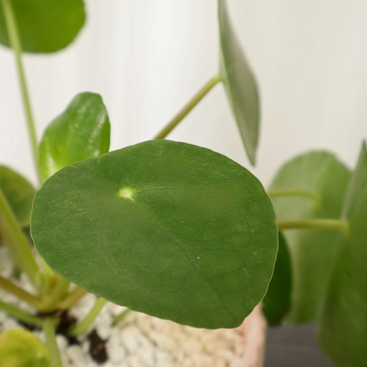 Pilea Peperomioides Ceramic Pot