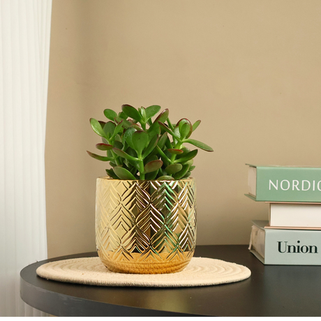 Houseplant in ceramic flowerpot.