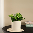 Houseplant in flowerpot on cup.