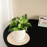Golden Pothos in Ceramic Pot