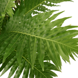 Blechnum Gibbum (Dwarf Tree Fern)