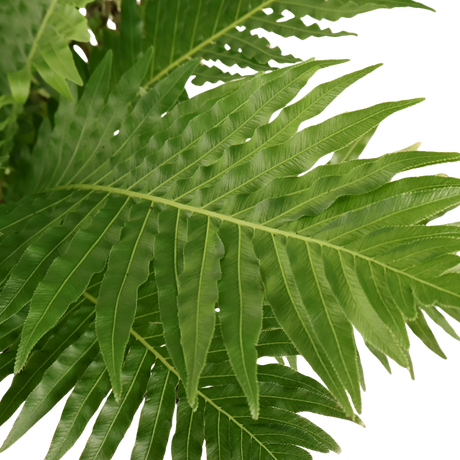 Blechnum Gibbum (Dwarf Tree Fern)