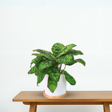 Homalomena Wallisii in Ceramic Pot