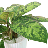 Homalomena Wallisii in Ceramic Pot