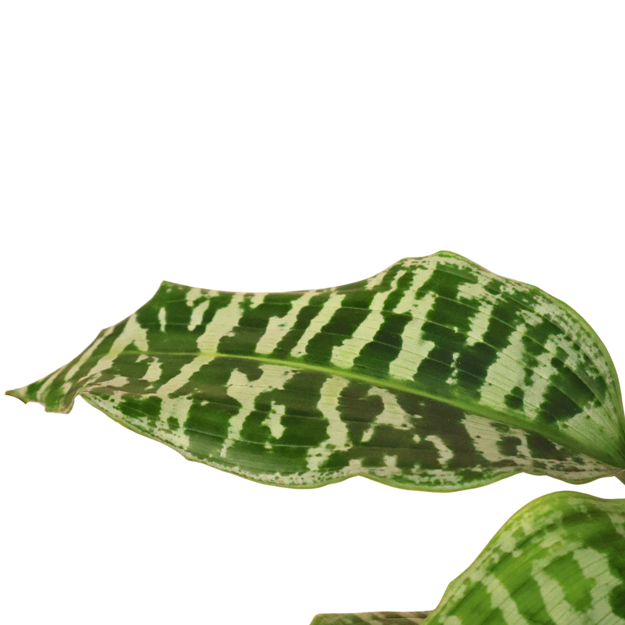 Dieffenbachia (Leopard lil) in Ceramic Pot