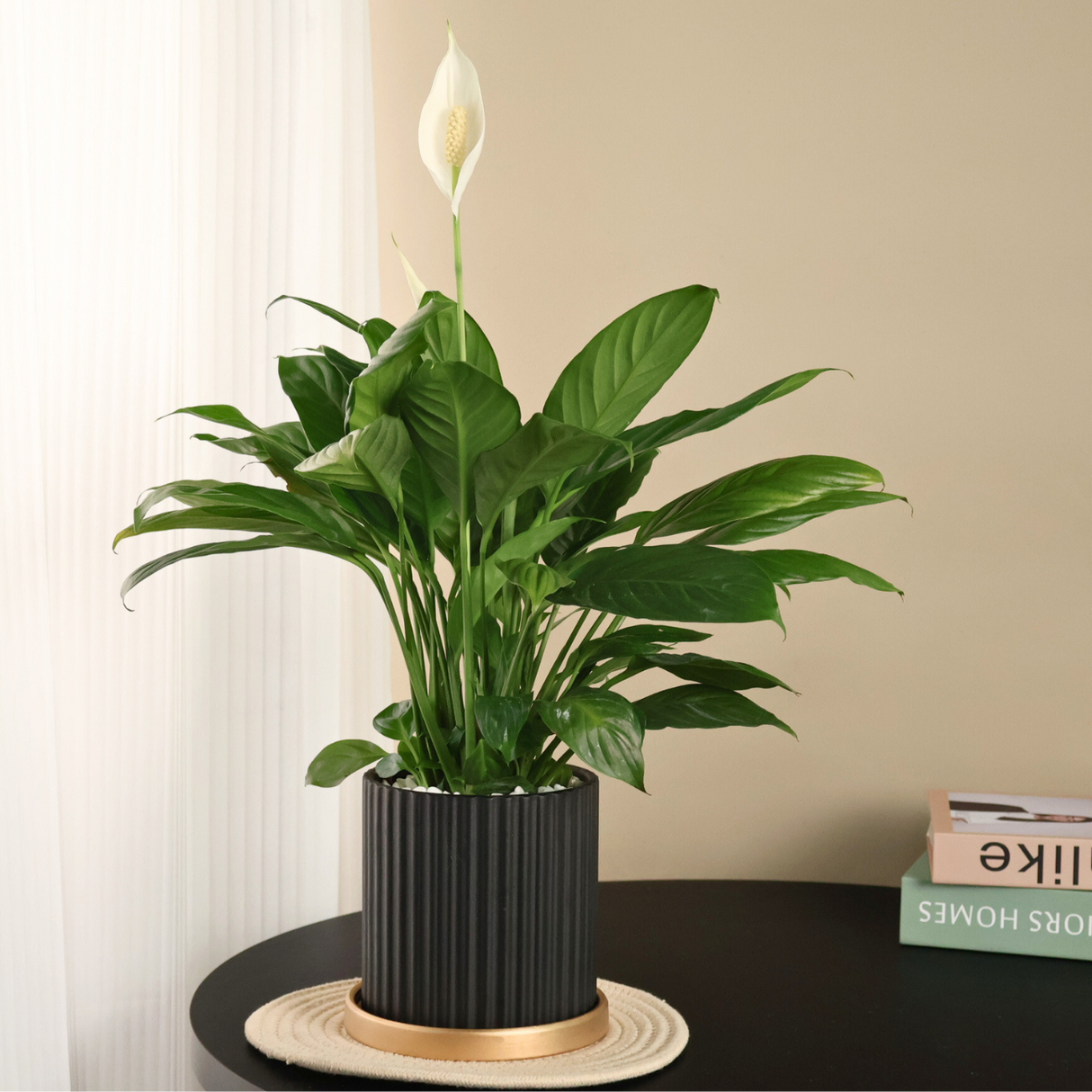 Spathiphyllum (Peace Lily) in Ceramic Pot