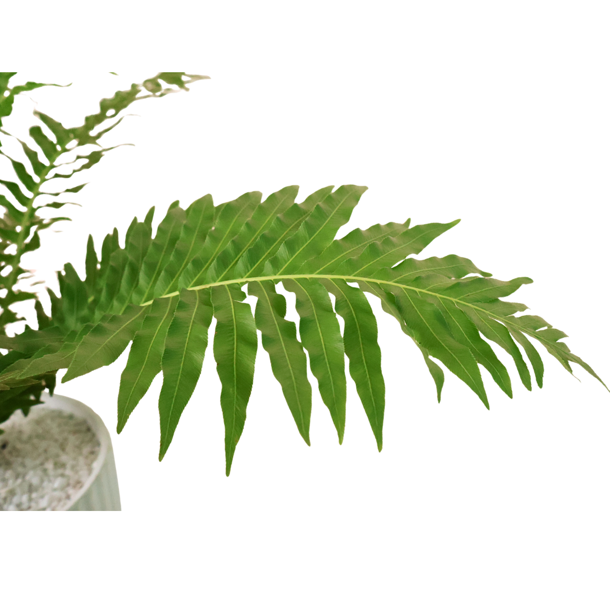 Blechnum Gibbum in Ceramic Pot