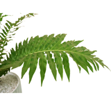 Blechnum Gibbum in Ceramic Pot