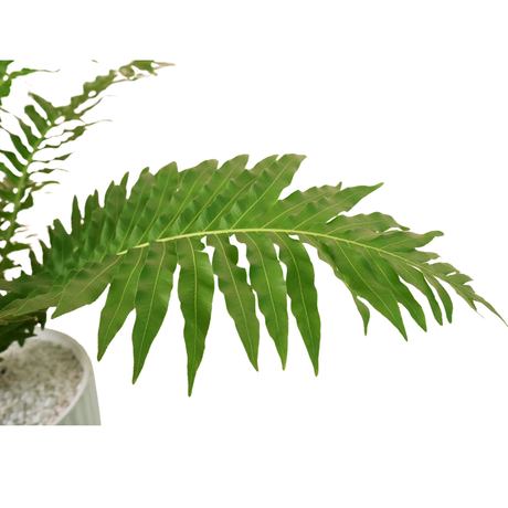 Blechnum Gibbum in Ceramic Pot