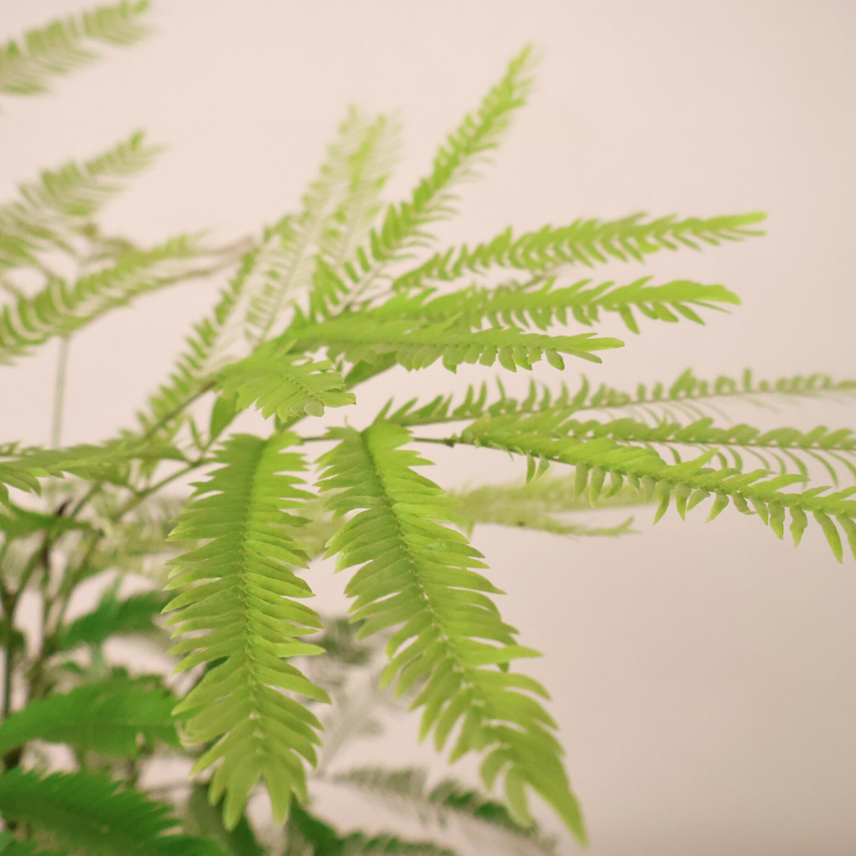 EverFresh Tree in Ceramic Pot