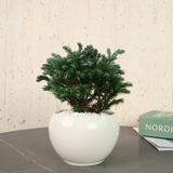 Boulevard (Blue Moss Cypress) in Ceramic Pot - Corporate Gifts