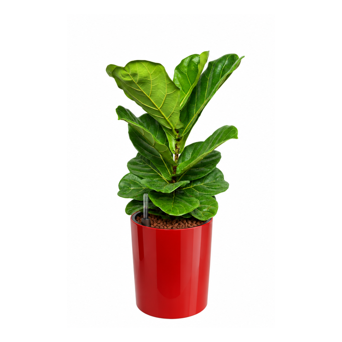 Ficus Lyrata (Fiddle Leaf Fig 琴叶榕) in Self-Watering Pot (65cm)