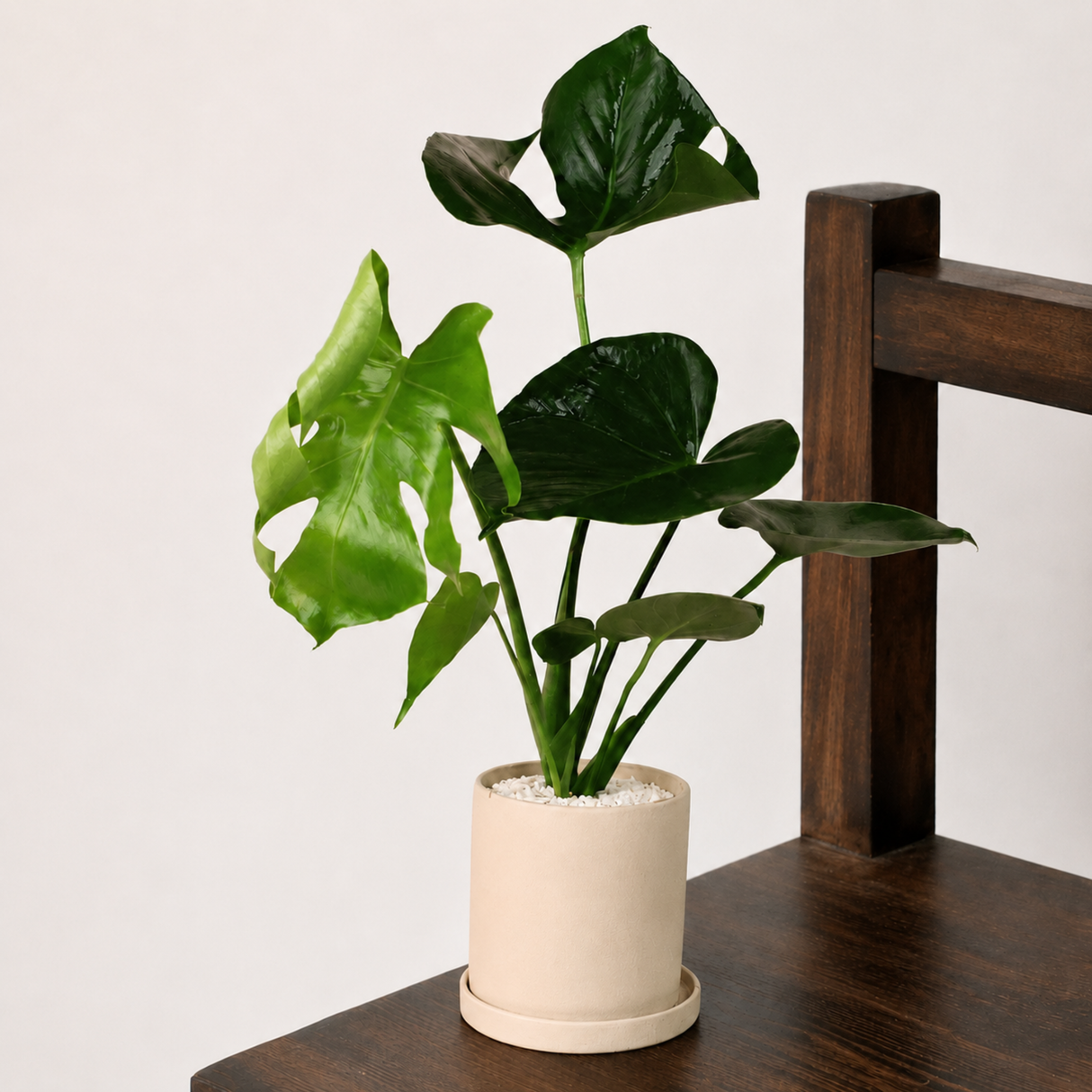 Monstera Deliciosa (Swiss Cheese Plant 龟背竹) in Ceramic Pot