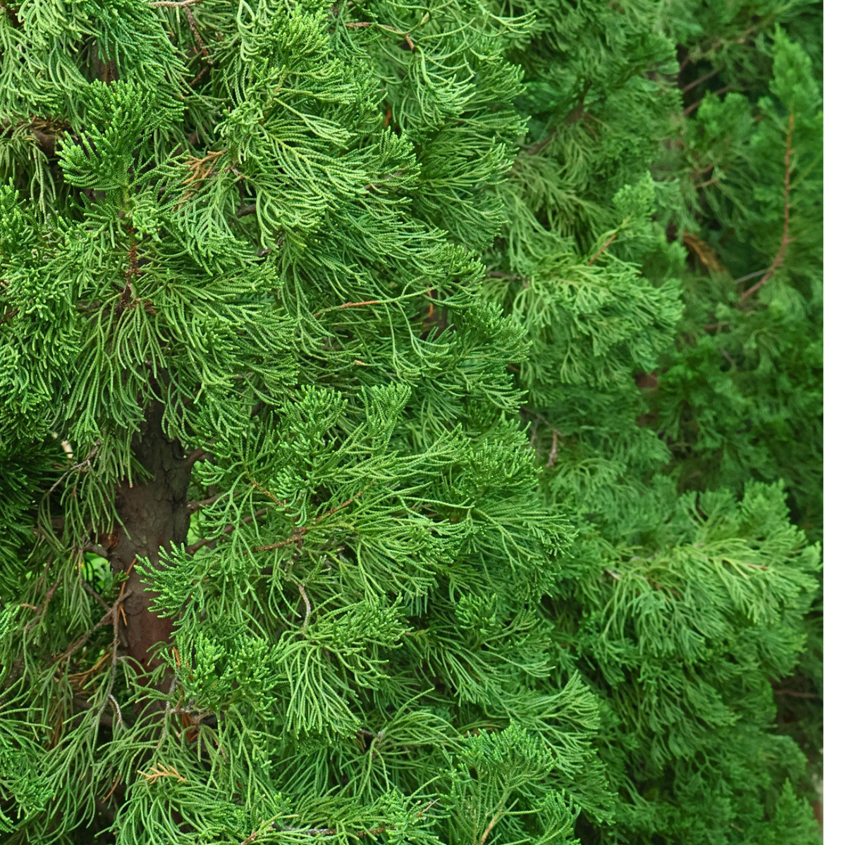 Juniperus Chinensis (Juniper)