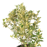 Lime Variegated Thai