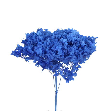 Preserved Hydrangea