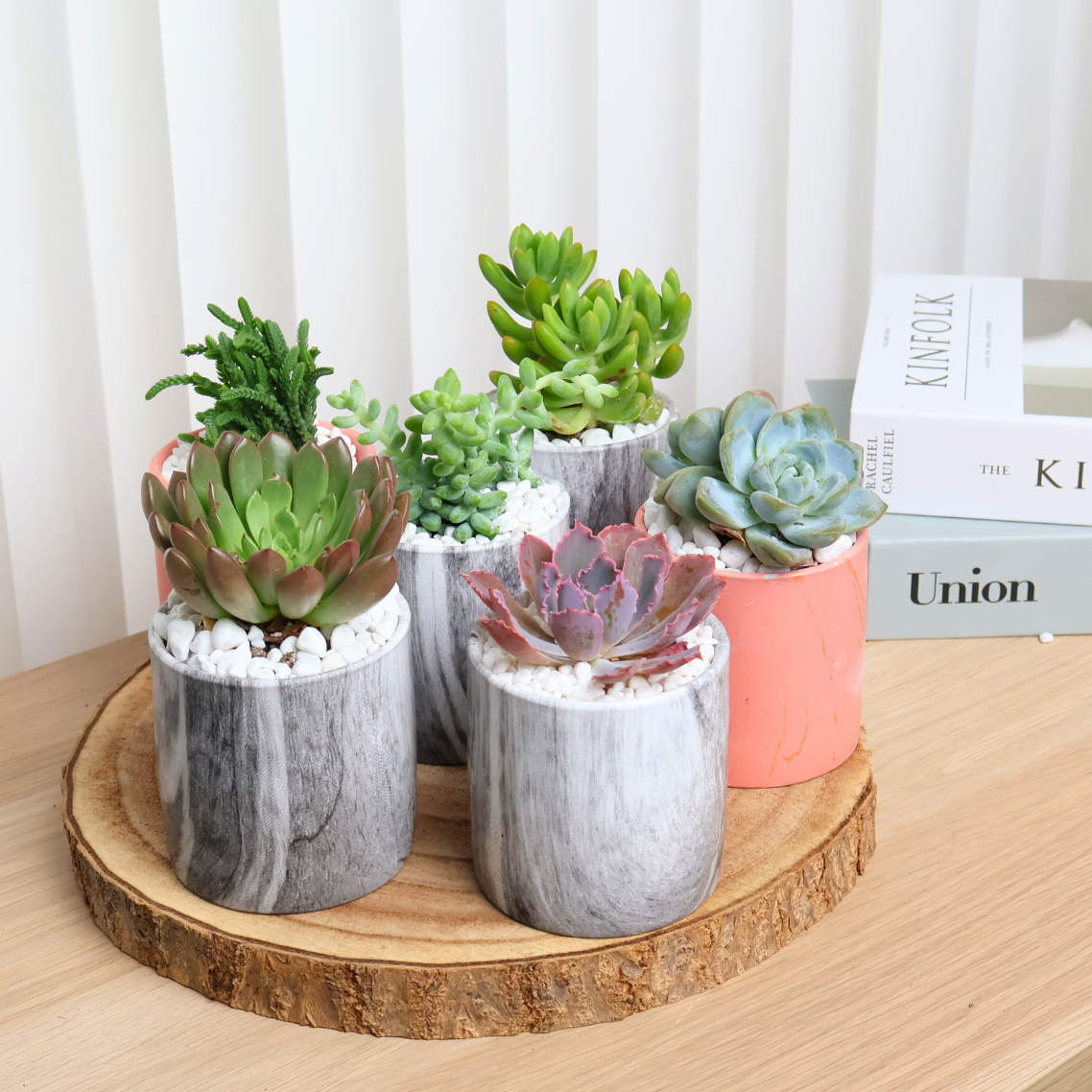 succulents sg Mini Succulent Gift (Set of 6)
