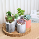 Mini Succulent Gift (Set of 6)