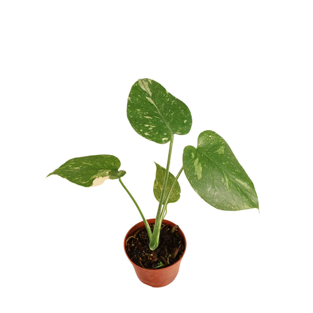 Monstera Thai Constellation Variegated