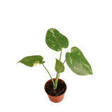 Monstera Thai Constellation Variegated