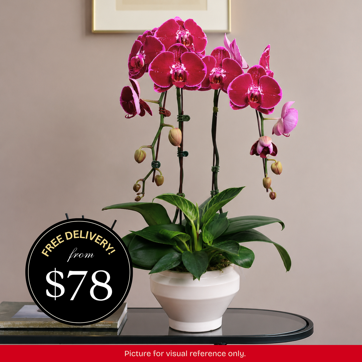 Orchid Phalaenopsis - 2 in 1 Pot