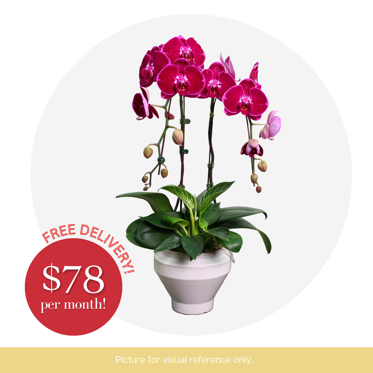 Orchid Phalaenopsis - 2 in 1 Pot