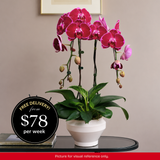 Orchid Phalaenopsis - 2 in 1 Pot