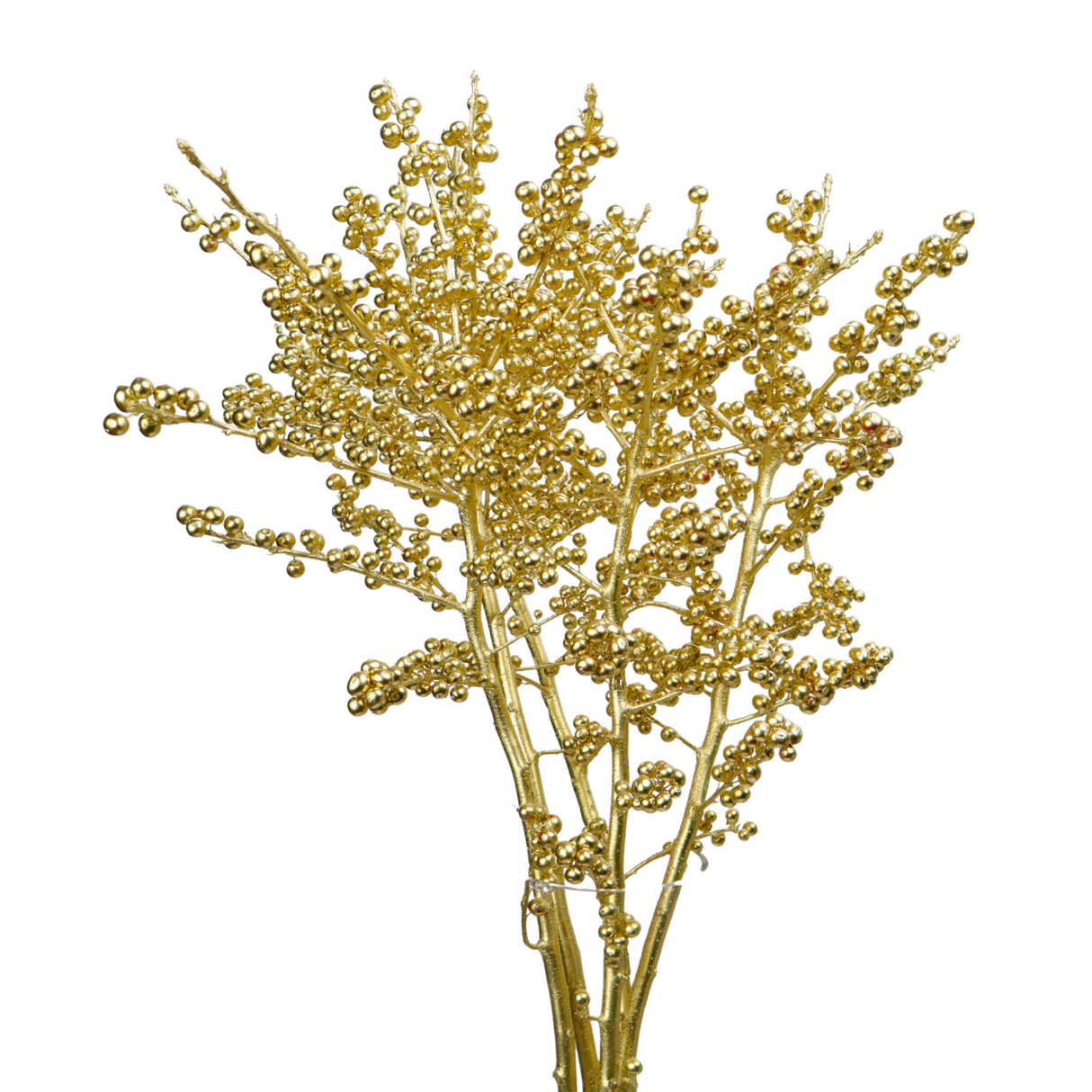 Ilex Winterberry Silver / Gold (Holland)