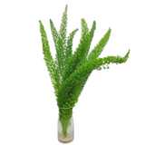 Asparagus Mayer / Foxtail Fern (Malaysia)