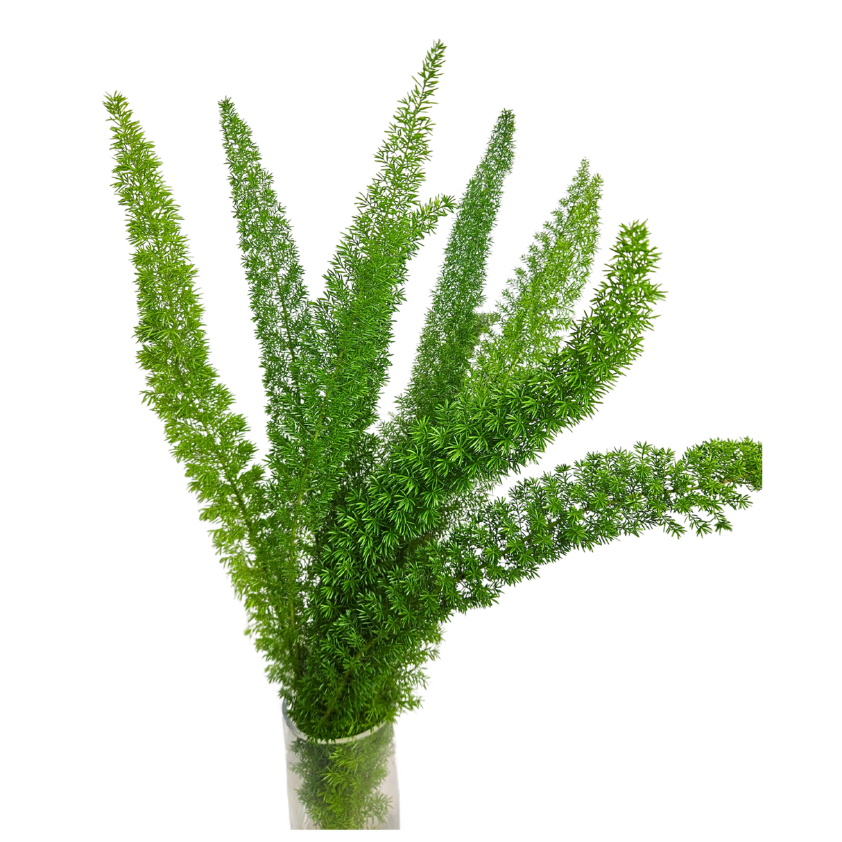 Asparagus Mayer / Foxtail Fern (Malaysia)