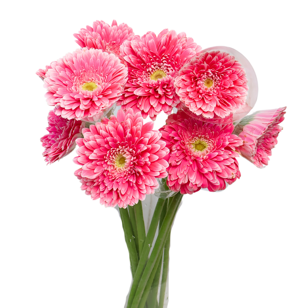 Gerbera (Malaysia)